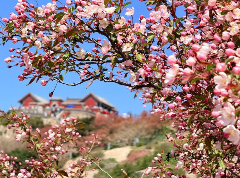 泰山之巅海棠花开迎客来