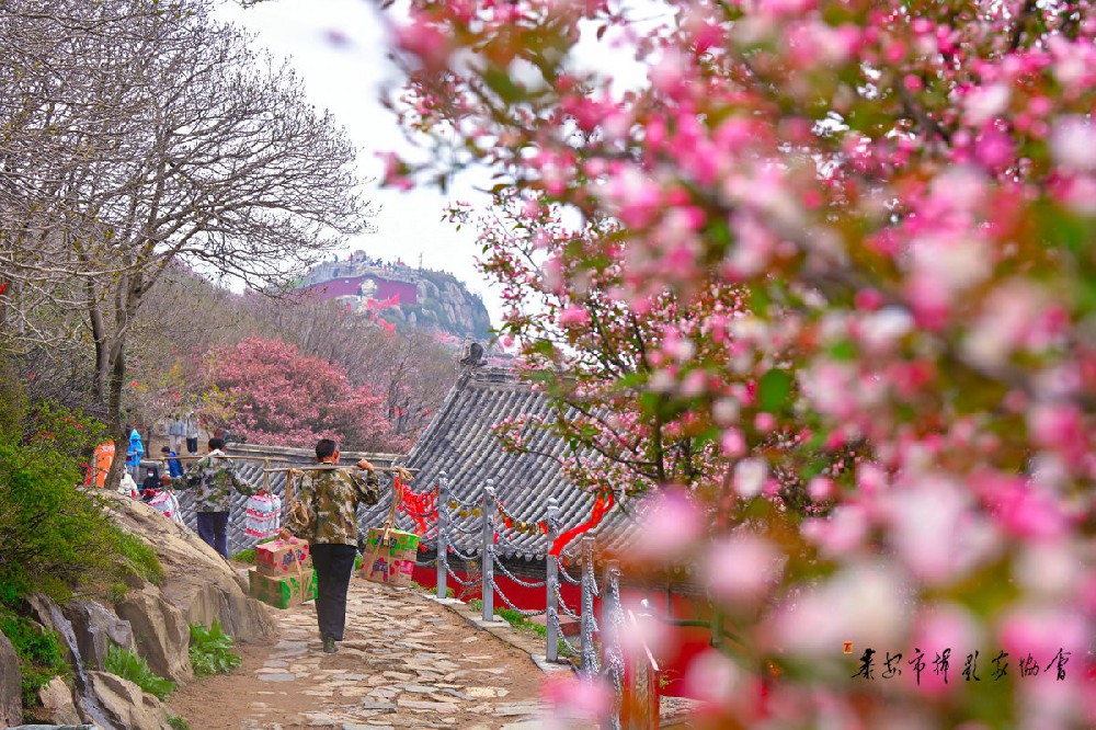 登泰山赏海棠 适逢其时